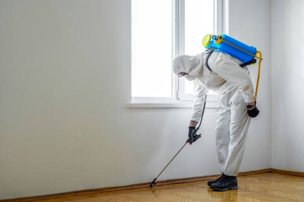 Best Flea Control Services  in Lepanto, AR