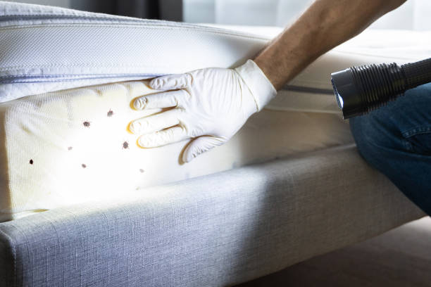 Best Pest Control Treatment  in Lepanto, AR