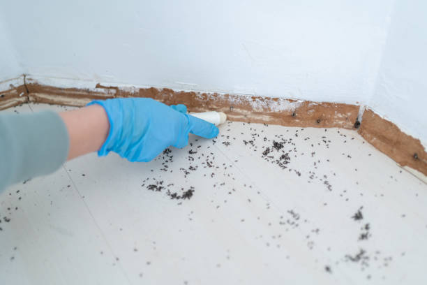 Pest Prevention Services in Lepanto, AR